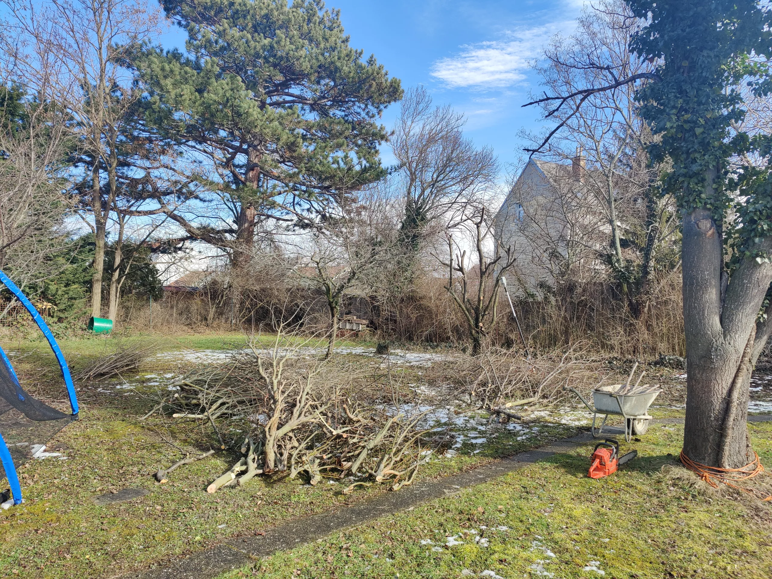 Bäume und Sträucher schneiden