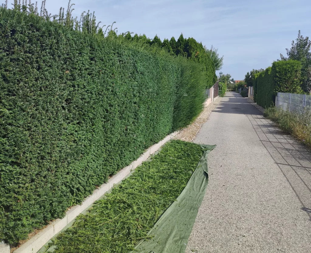 Hecke Fassonieren Hecke Schneiden Heckenschnitt