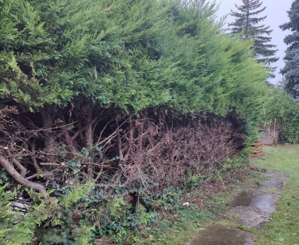 Entfernen einer Hecke