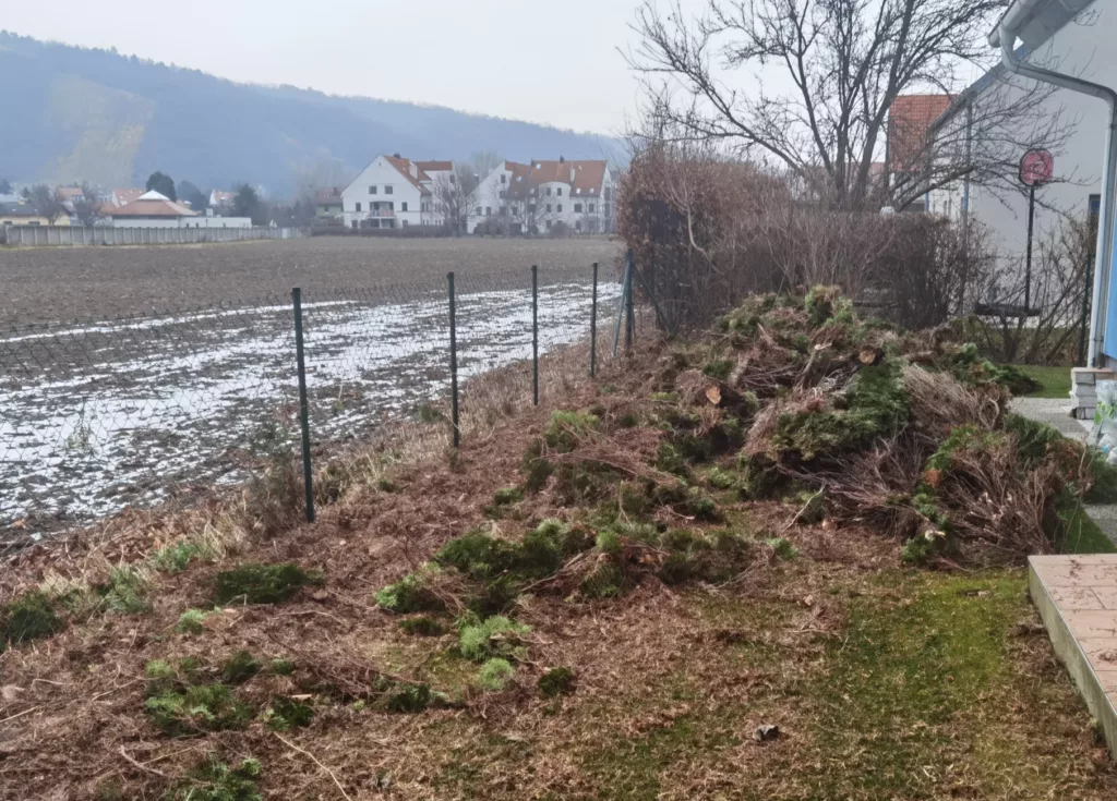 Alte Hecke entfernen 