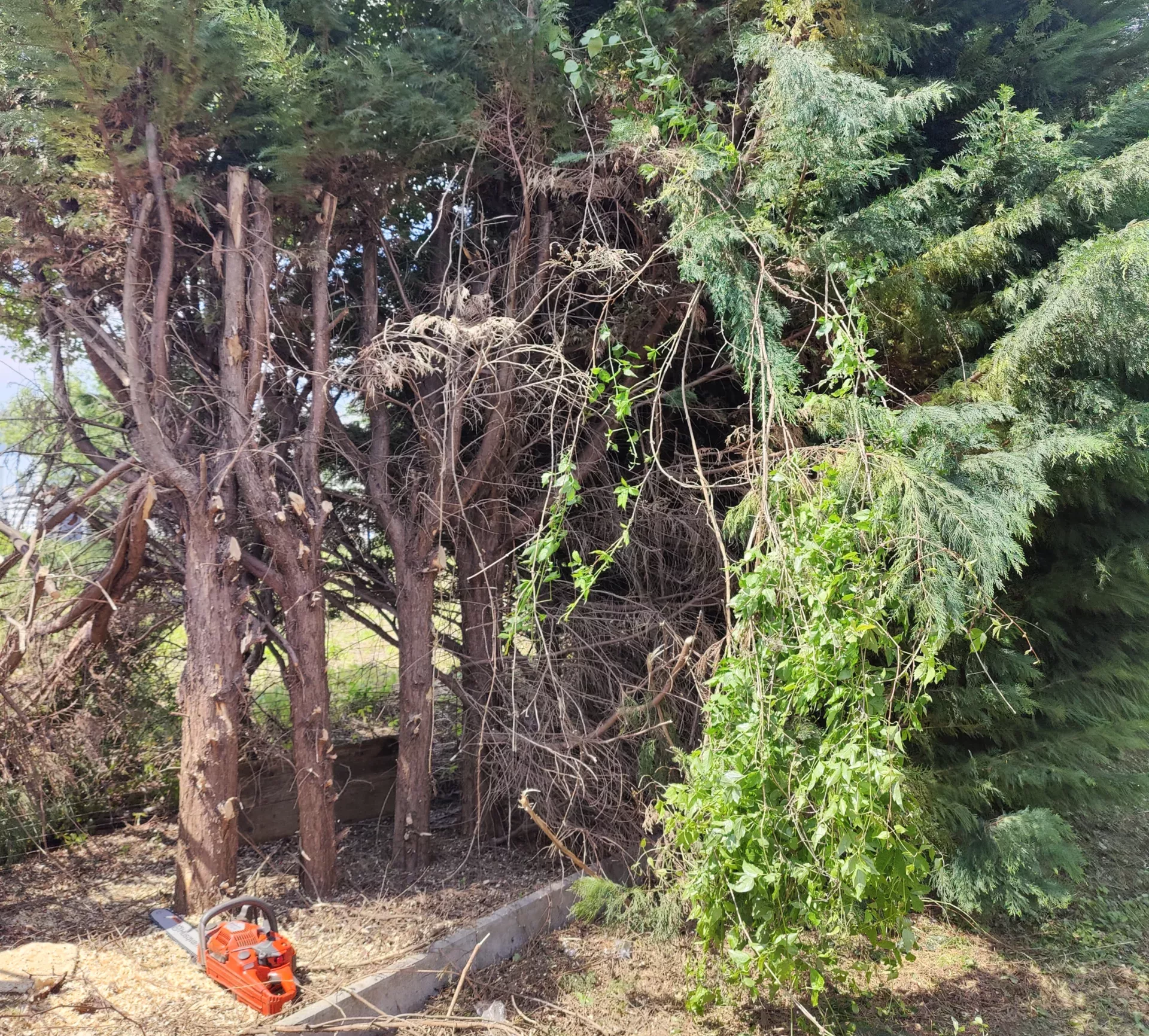 Hecke entfernen ohne Bagger Entfernung von Baumstümpfen