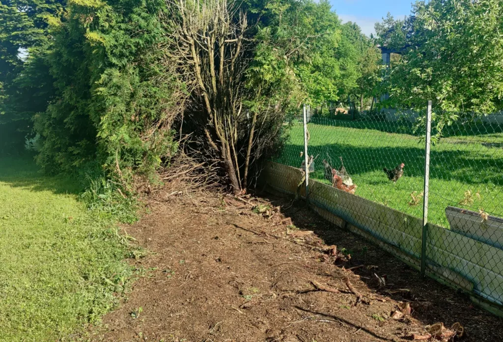 Alte Hecke entfernen samt Wurzel auch ohne Bagger an schwer zugänglichen Stellen!