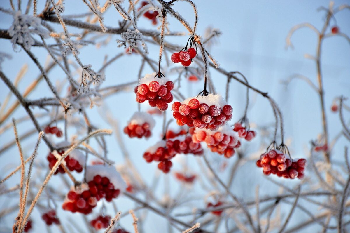 Herbstblumen und Winterblumen: Farbenpracht und Frostschutz für Ihren Garten