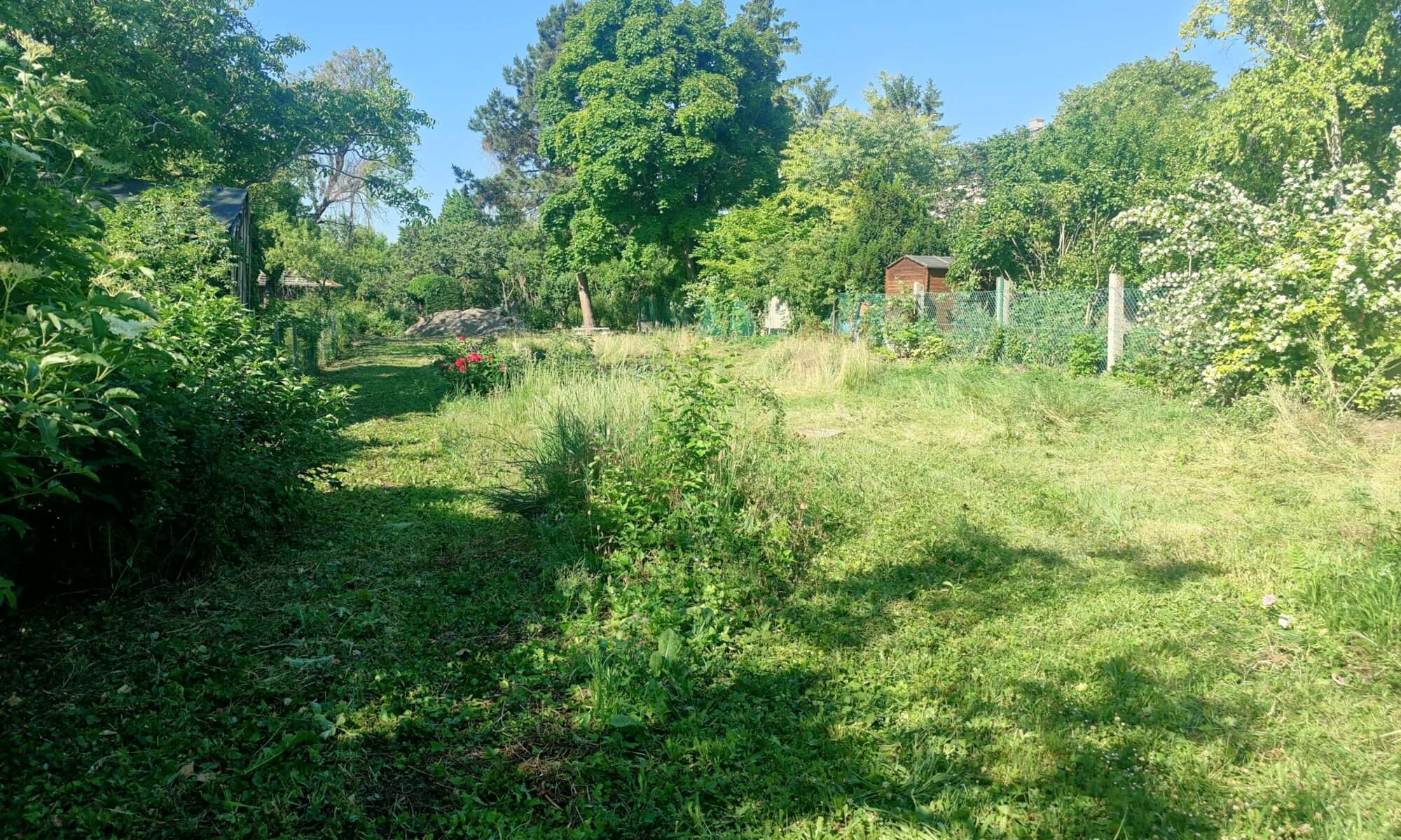 Grundstück roden und Bewuchs entfernen