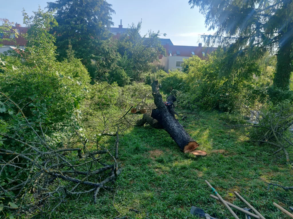Grundstück roden und Bewuchs entfernen